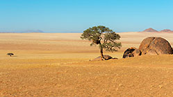 camelthorn tree near granite boulders