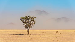 isolated tree in plain | sand storm over mountains