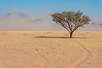 isolated tree in plain | sand storm over mountains