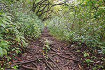 tree roots in forest path