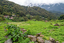 field of cresson