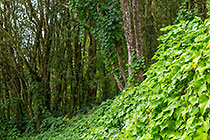 chouchou plants growing near tree