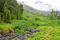 chouchou plants growing on mountain slopes & trees