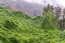 chouchou plants growing on mountain slopes & trees