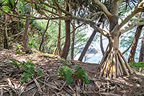 vaqua tree along shore