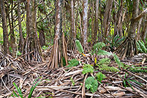 fern under vaqua trees