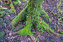 ferns & trees with green mosses in forest
