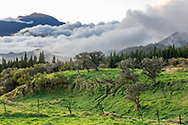 trees in pastures & clouds