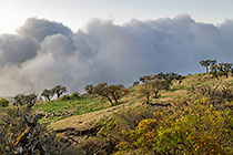 trees in pastures & clouds