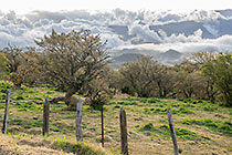 trees in pastures & clouds