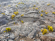 bushes growing on lava field under rain