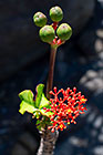 euphorbia plant with flowers & fruits | Jatropha podagrica