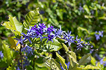 Saint Jean liane flowers & leaves | Petrea volubilis