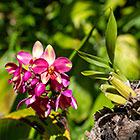 coco orchid plant with purple flowers | Spathoglottis sp