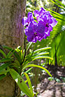 orchid plant in flower