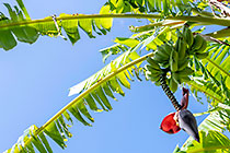 banana tree with flower & fruits