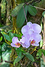 orchid plant in flower