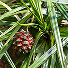 vacoaq tree fruits |  | Pandanus sylvestris