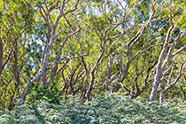 ferns & tamarind trees