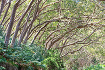 ferns & tamarind trees