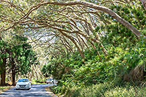 tamarind trees along road