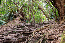 tree roots on trail