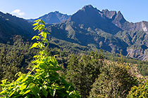plant with green leaves & mountains