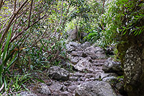 steps on trail