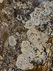 lichens on rock