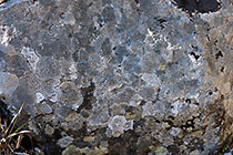lichens on rock