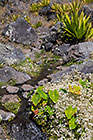 taro plants & agave along water creak