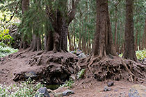 big tree roots
