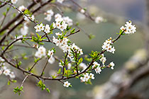 citrus tree in flower