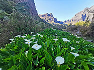arum flowers & mountains