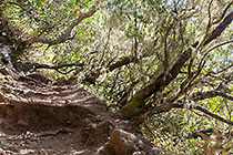 trail under trees with lichens