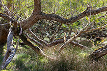 tamarind trres in pasture