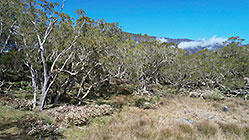 tamarind trres in pasture