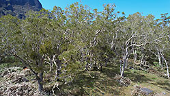 tamarind trres in pasture