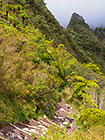 tree fern & mountains