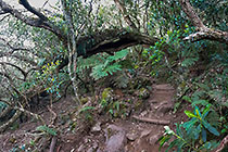 trail under trees with lichens