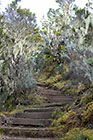 trail under trees with lichens