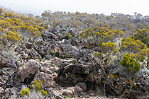 trail to Piton des Neiges