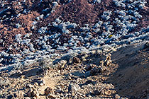 spare vegetation on rocky slopes