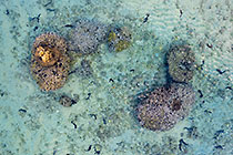 flying over coral reef