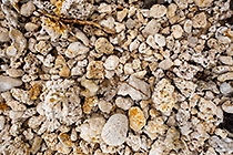 broken coral on beach
