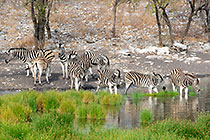 zebras at waterhole