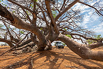 ranger-camper under huge baobab tree