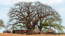 huts under baobab tree
