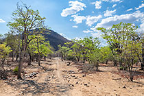 mopane green trees along track