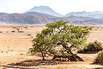 camelthorn tree in desert plain & mountains